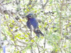 Heliomaster furcifer