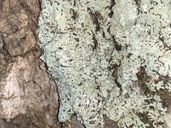 Physcia americana