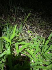 Incilius coniferus
