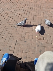 Columba livia domestica