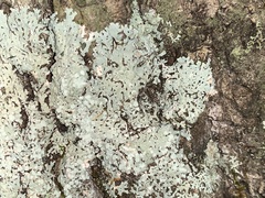 Physcia americana