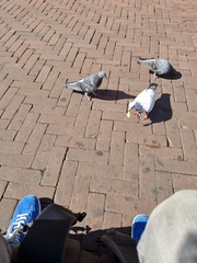 Columba livia domestica