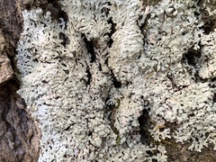 Physcia americana