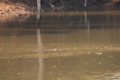 Crocodylus niloticus