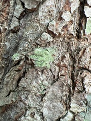 Lecanora thysanophora