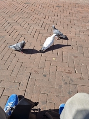 Columba livia domestica