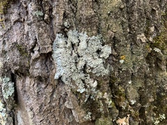 Physcia americana