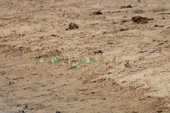 Catopsilia florella