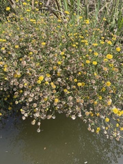 Pulicaria paludosa