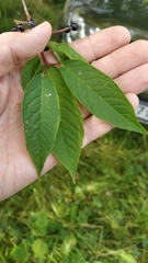 Prunus maackii