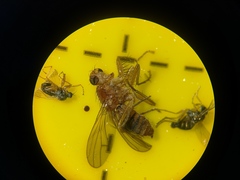 Norellisoma spinimanum