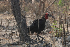 Bucorvus leadbeateri