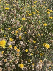 Pulicaria paludosa