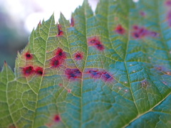 Cristulariella depraedans