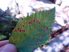 Cristulariella depraedans