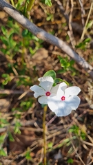 Catharanthus roseus