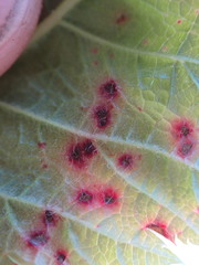 Cristulariella depraedans