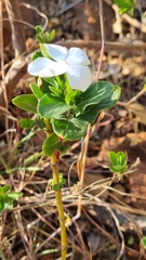 Catharanthus roseus