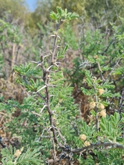 Vachellia hebeclada