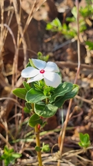 Catharanthus roseus