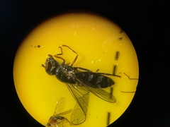 Platycheirus albimanus