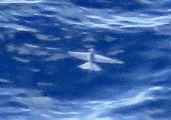 Cheilopogon
