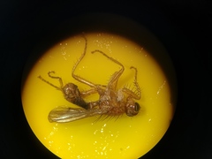 Norellisoma spinimanum