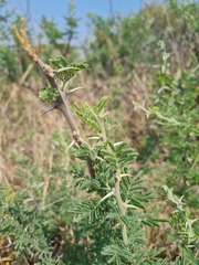 Vachellia hebeclada