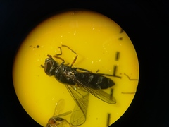 Platycheirus albimanus