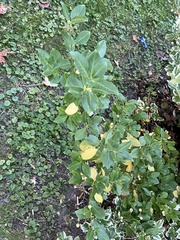 Euonymus fortunei