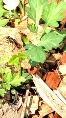 Astata