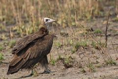 Necrosyrtes monachus