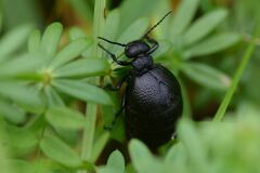 Meloe rugosus