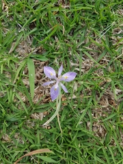 Irideae