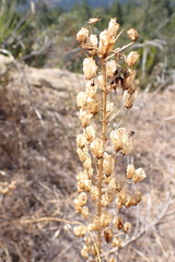 Camassia