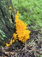 Calocera viscosa