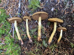 Cortinarius tinctorum