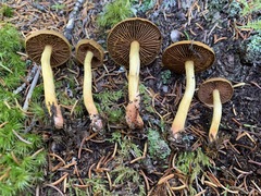 Cortinarius tinctorum