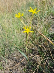 Moraea pallida