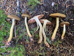 Cortinarius tinctorum