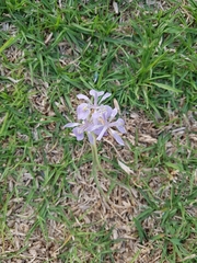 Irideae