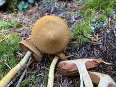 Cortinarius tinctorum