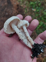 Cystolepiota