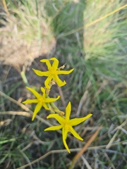 Moraea pallida