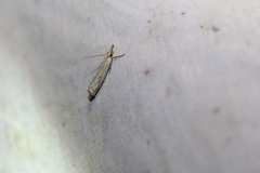 Crambus saltuellus