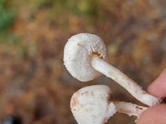 Cystolepiota