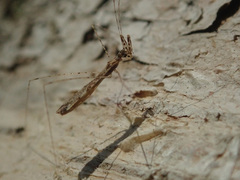 Empicoris