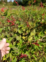 Salvia elegans