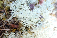Cladonia portentosa
