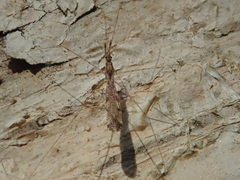 Empicoris